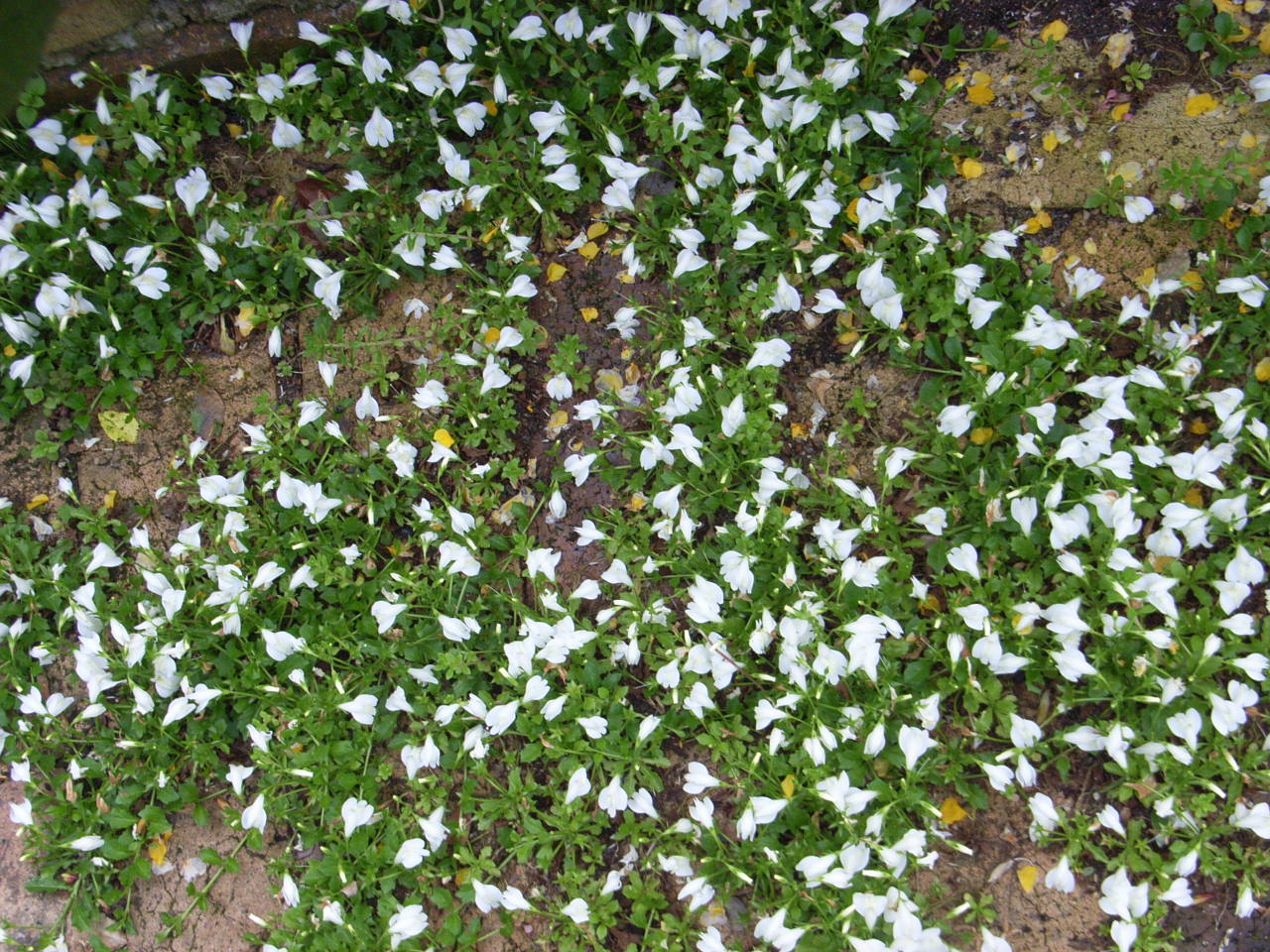 ベストグランド カバー 白い 花 最高の花の画像
