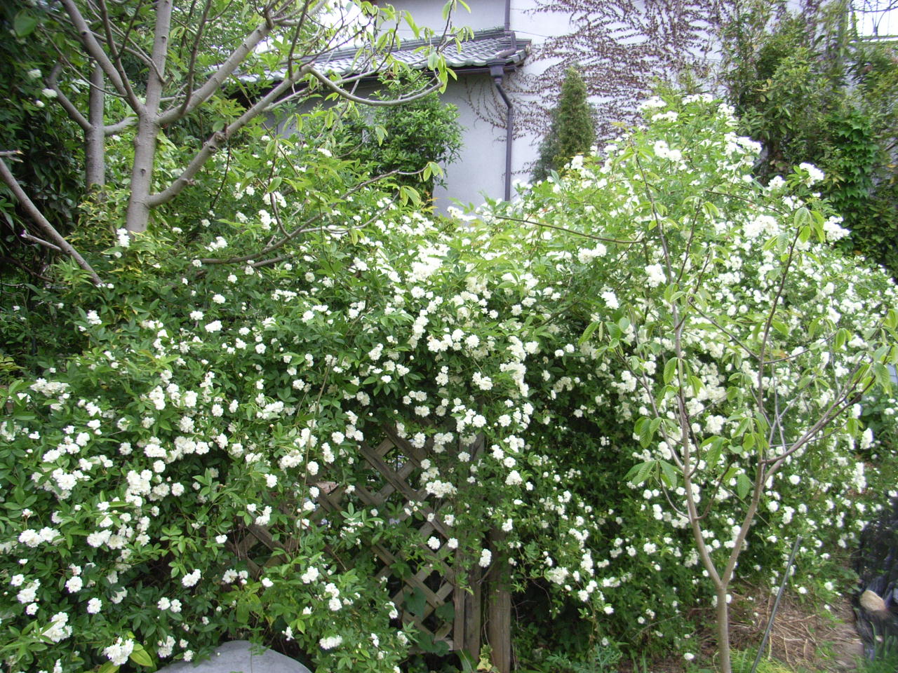 華やかな白い花 ４ 風景を作るガーデニング